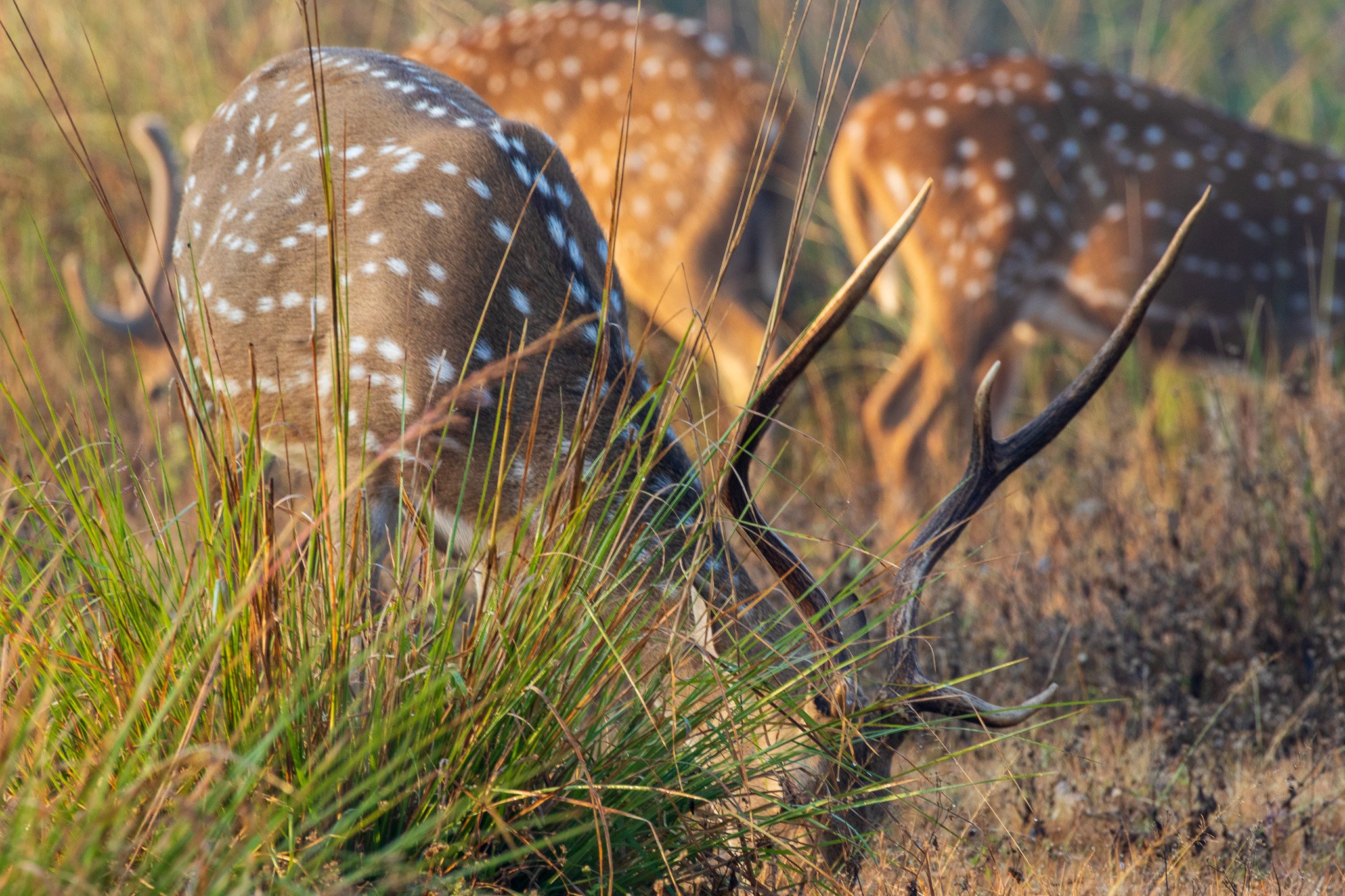 _india_18nov2023_kanha10.jpg