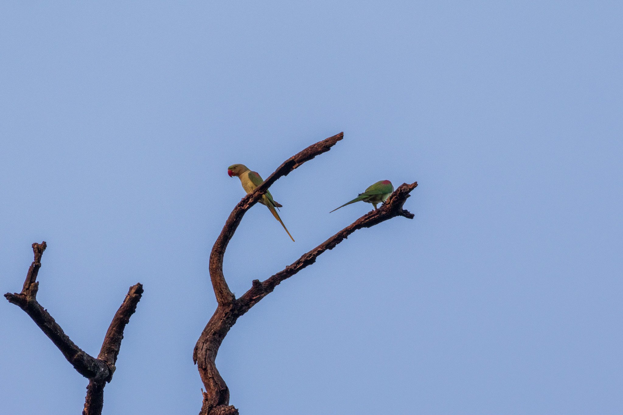 _india_18nov2023_kanha100.jpg
