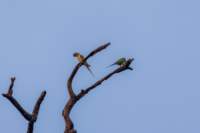 _india_18nov2023_kanha100_small.jpg