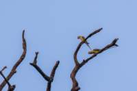 _india_18nov2023_kanha102_small.jpg