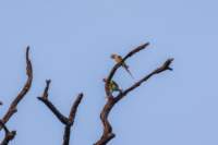 _india_18nov2023_kanha103_small.jpg