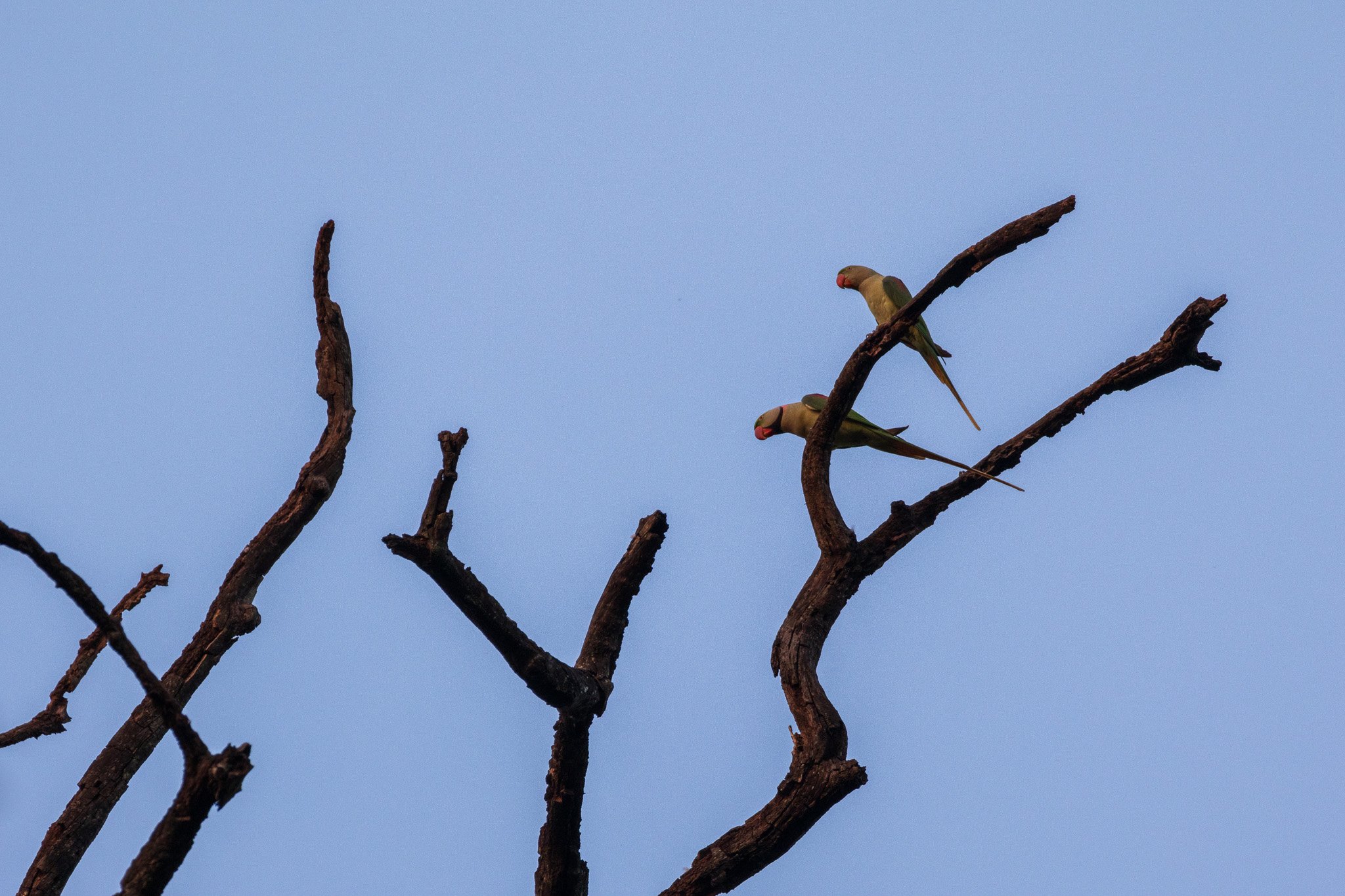 _india_18nov2023_kanha104.jpg