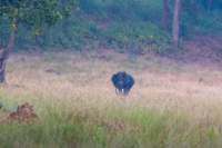 _india_18nov2023_kanha105_small.jpg