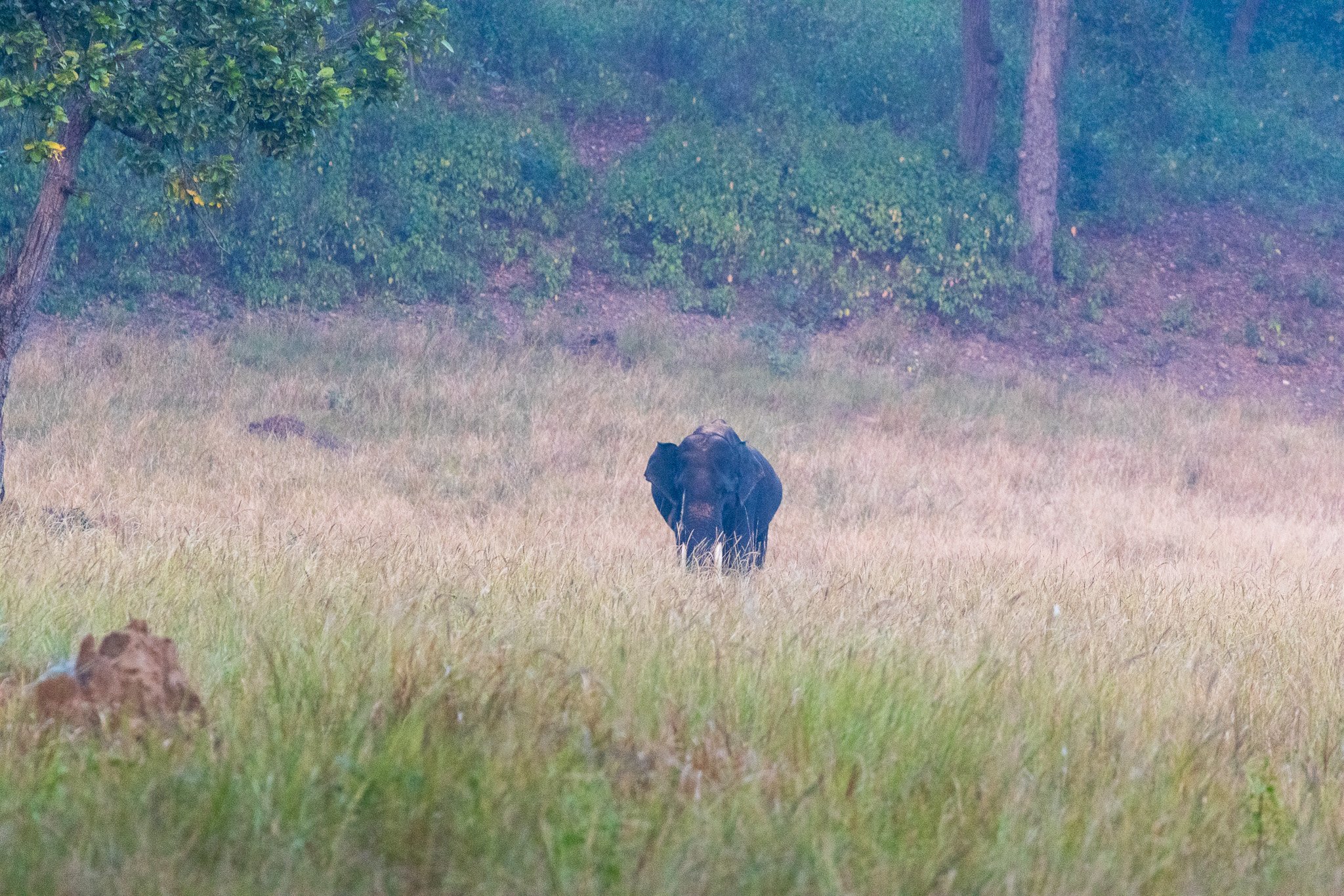 _india_18nov2023_kanha106.jpg