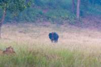 _india_18nov2023_kanha106_small.jpg
