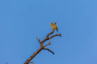 _india_18nov2023_kanha12_small.jpg