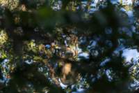 _india_18nov2023_kanha14_small.jpg