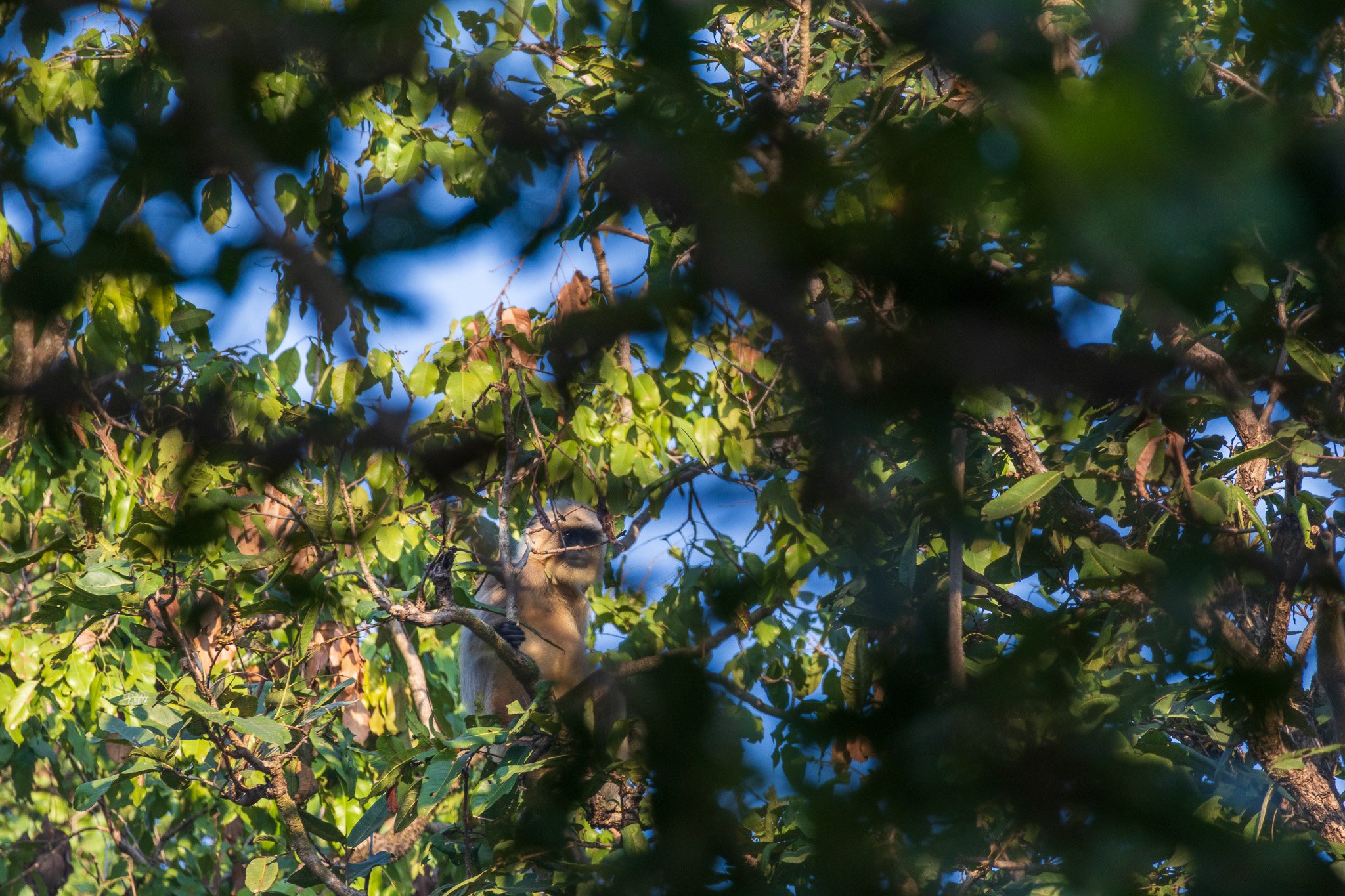 _india_18nov2023_kanha15.jpg