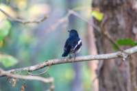 _india_18nov2023_kanha17_small.jpg