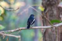 _india_18nov2023_kanha18_small.jpg