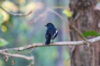 _india_18nov2023_kanha20_small.jpg