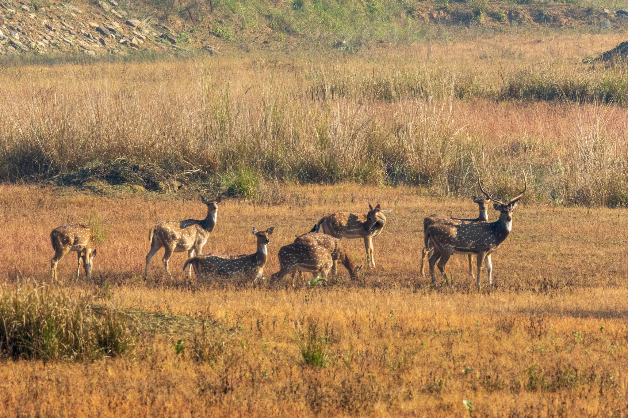 _india_18nov2023_kanha21.jpg