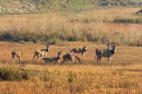 _india_18nov2023_kanha21_small.jpg