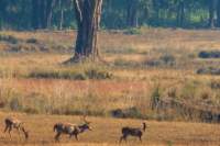_india_18nov2023_kanha22_small.jpg