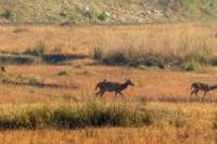 _india_18nov2023_kanha23_small.jpg