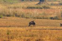 _india_18nov2023_kanha24_small.jpg