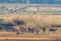 _india_18nov2023_kanha25_small.jpg