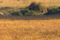 _india_18nov2023_kanha26_small.jpg