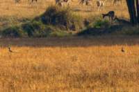 _india_18nov2023_kanha27_small.jpg