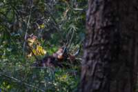 _india_18nov2023_kanha29_small.jpg