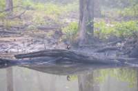 _india_18nov2023_kanha2_small.jpg