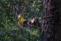 _india_18nov2023_kanha30_small.jpg