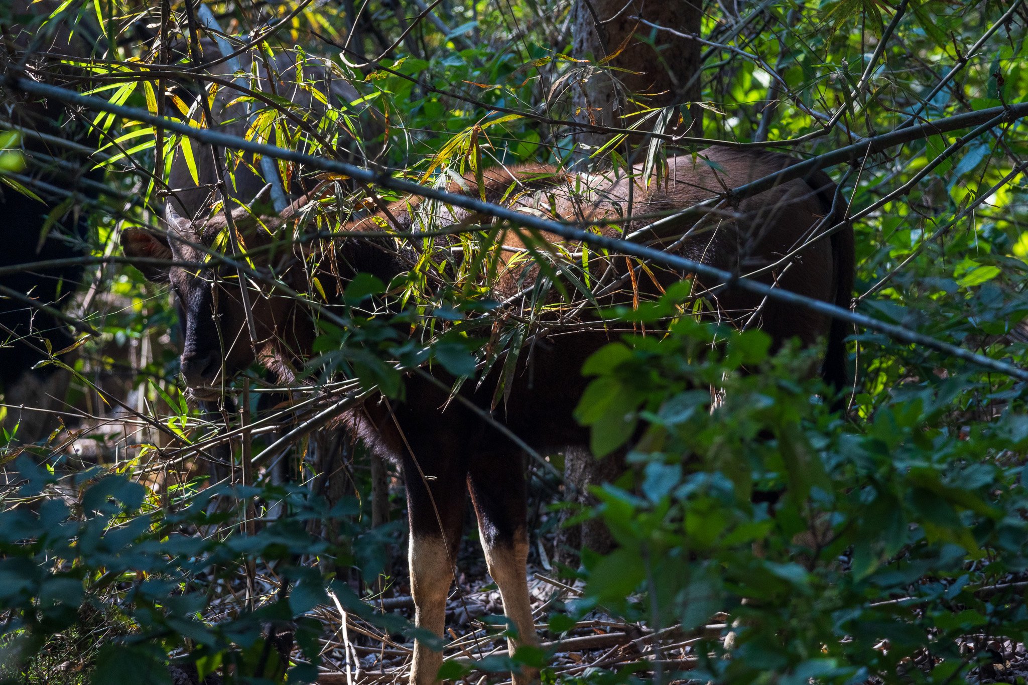 _india_18nov2023_kanha31.jpg