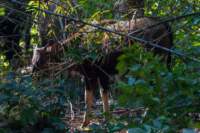 _india_18nov2023_kanha32_small.jpg
