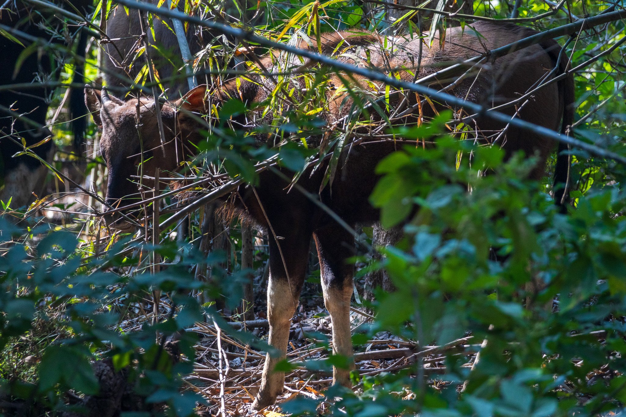 _india_18nov2023_kanha33.jpg