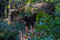 _india_18nov2023_kanha33_small.jpg