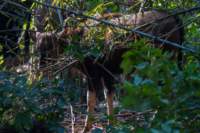 _india_18nov2023_kanha34_small.jpg