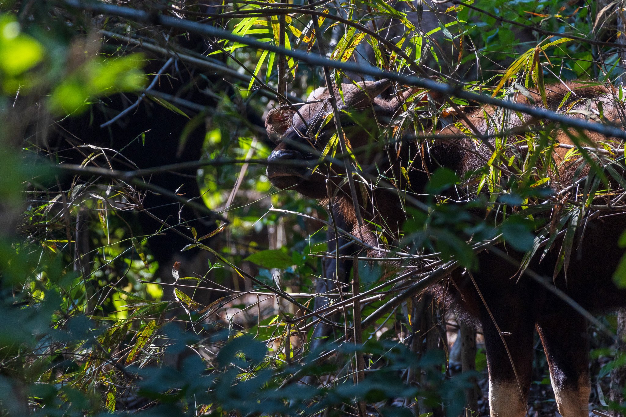 _india_18nov2023_kanha35.jpg