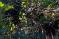 _india_18nov2023_kanha35_small.jpg