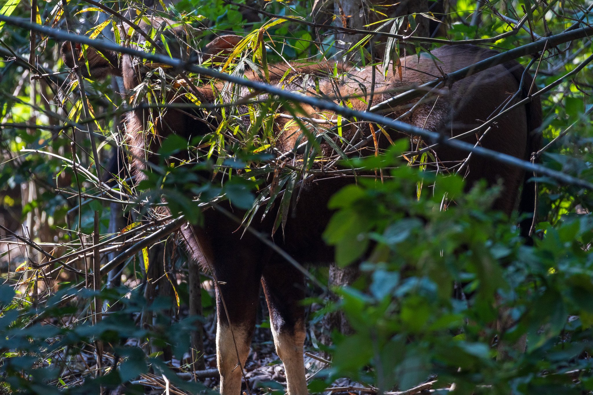 _india_18nov2023_kanha36.jpg