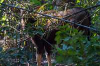 _india_18nov2023_kanha36_small.jpg