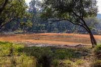 _india_18nov2023_kanha38_small.jpg