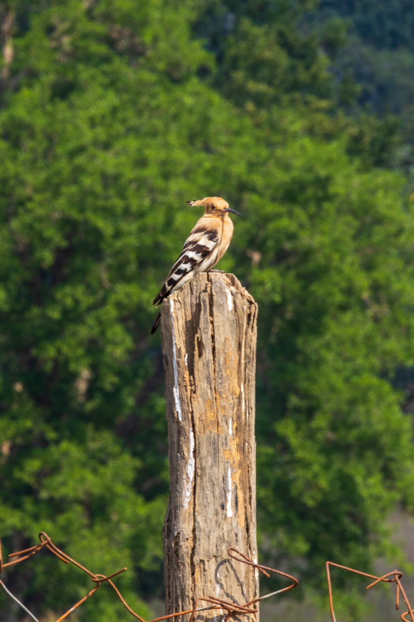 _india_18nov2023_kanha41.jpg