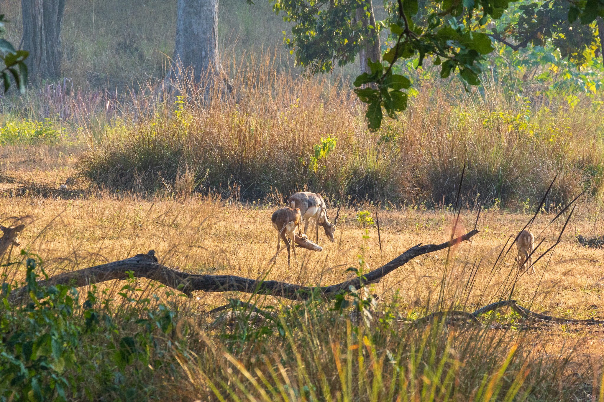 _india_18nov2023_kanha44.jpg
