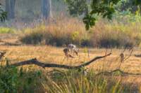 _india_18nov2023_kanha44_small.jpg