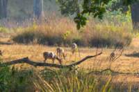 _india_18nov2023_kanha45_small.jpg