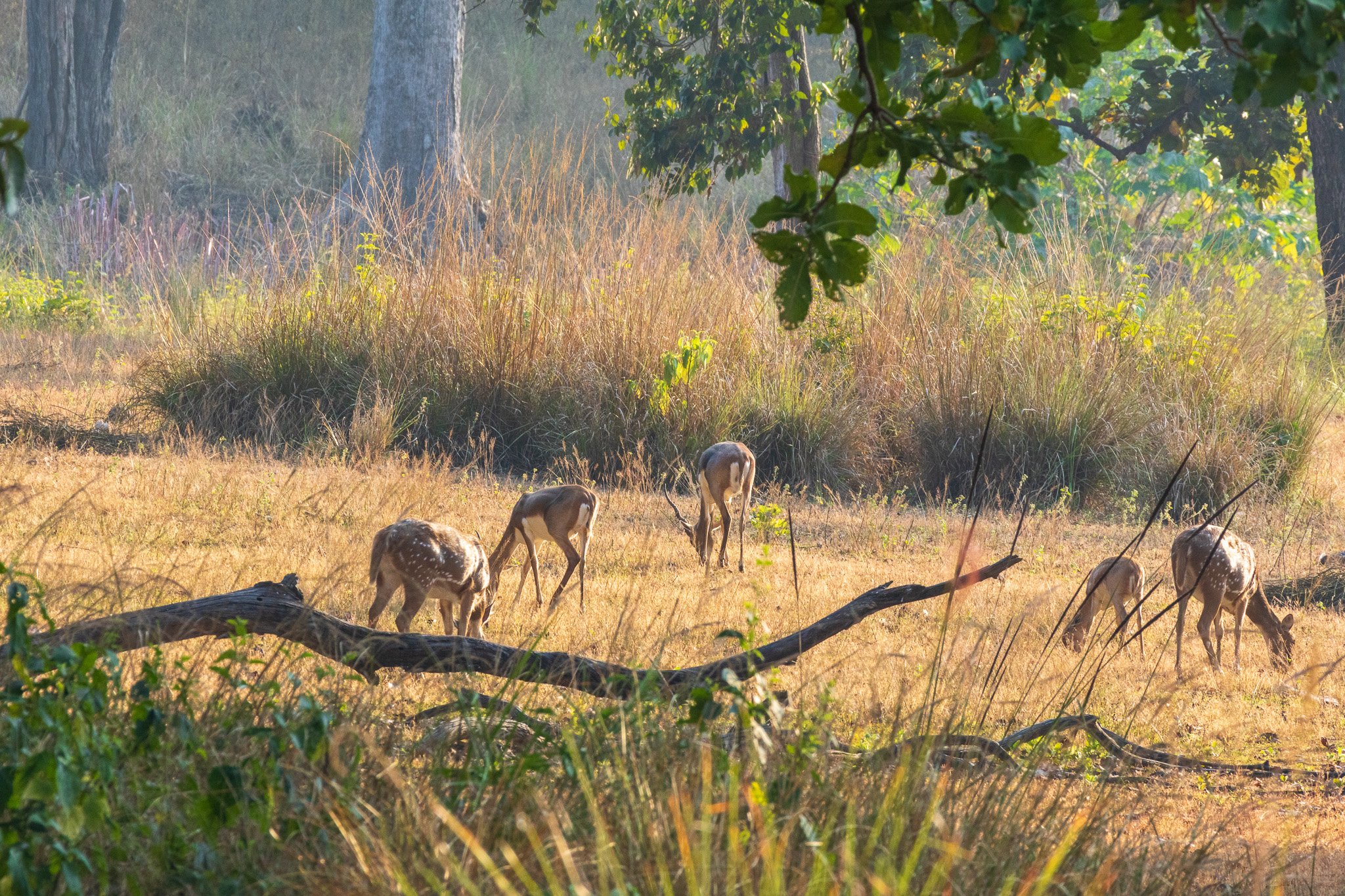 _india_18nov2023_kanha46.jpg