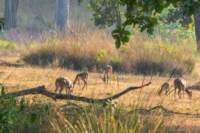 _india_18nov2023_kanha46_small.jpg