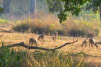 _india_18nov2023_kanha47_small.jpg
