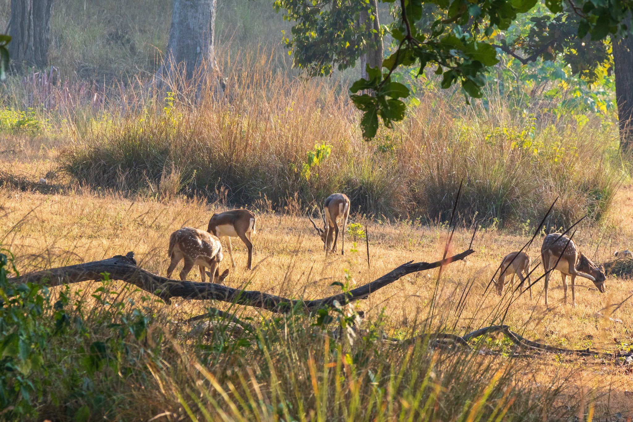 _india_18nov2023_kanha48.jpg