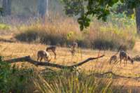 _india_18nov2023_kanha48_small.jpg