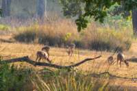 _india_18nov2023_kanha49_small.jpg