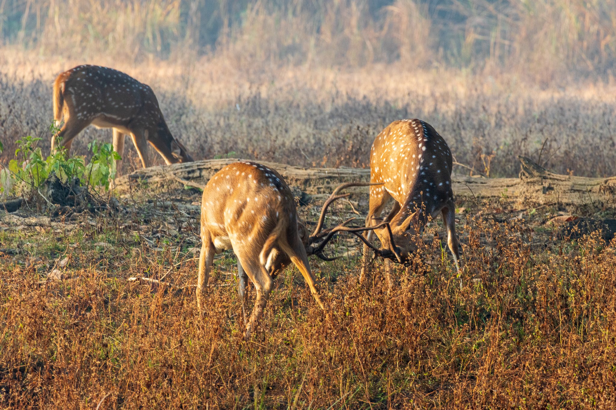 _india_18nov2023_kanha5.jpg