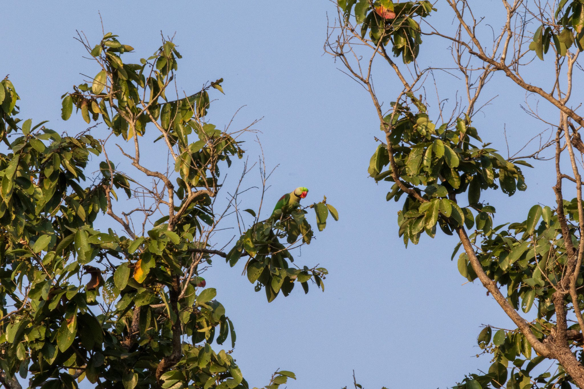 _india_18nov2023_kanha50.jpg