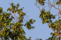 _india_18nov2023_kanha51_small.jpg