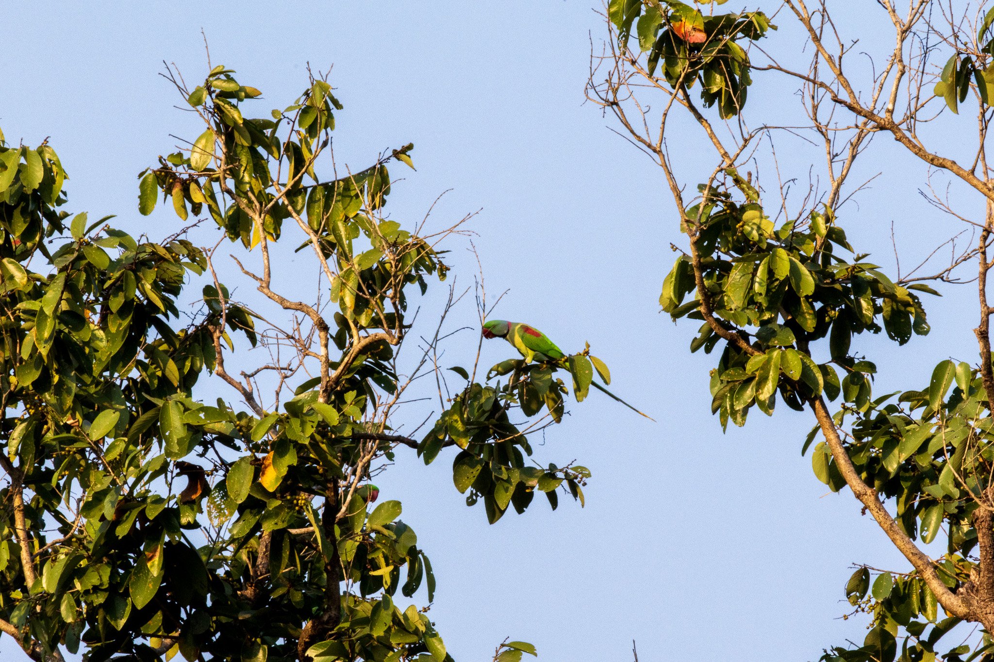 _india_18nov2023_kanha52.jpg